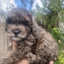 Toy Poodle - Both