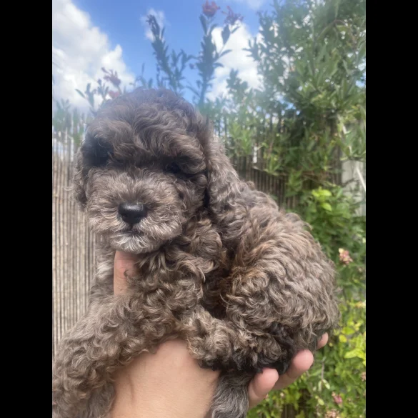 Toy Poodle - Both