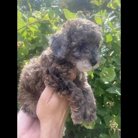 Toy Poodle - Both