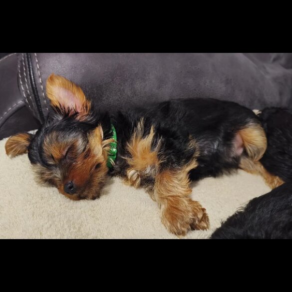 Yorkshire Terrier - Both