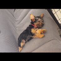 Yorkshire Terrier - Both