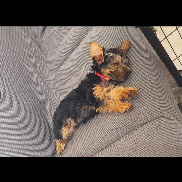 Yorkshire Terrier - Both