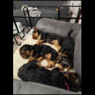Yorkshire Terrier - Both