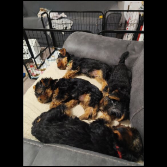 Yorkshire Terrier - Both