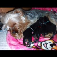 Yorkshire Terrier - Both