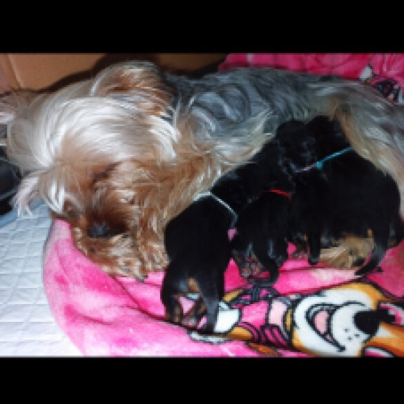 Yorkshire Terrier - Both