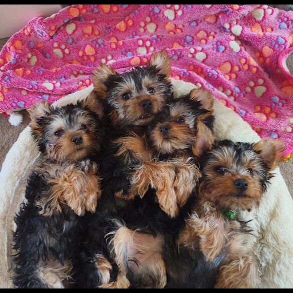 Yorkshire Terrier - Both