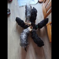 Yorkshire Terrier - Both