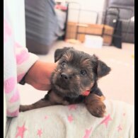 Yorkshire Terrier - Both