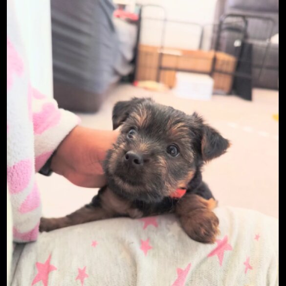 Yorkshire Terrier - Both