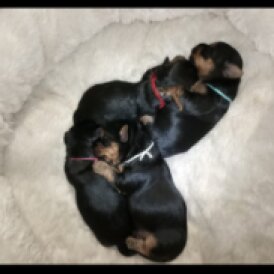 Yorkshire Terrier - Both