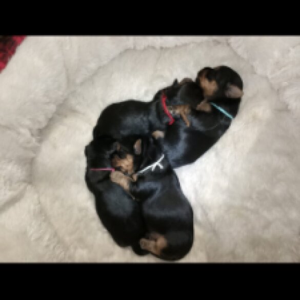 Yorkshire Terrier - Both