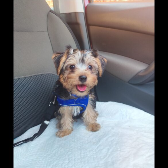 Yorkshire Terrier - Both