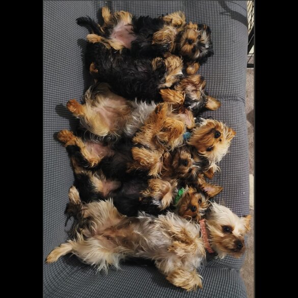 Yorkshire Terrier - Both