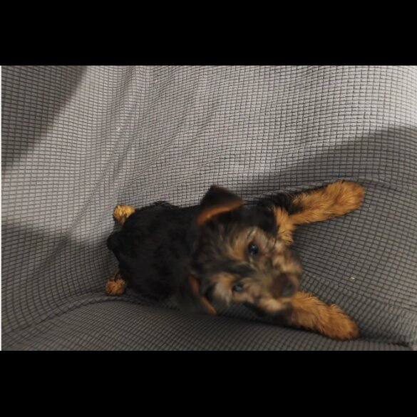 Yorkshire Terrier - Both