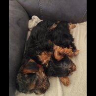 Yorkshire Terrier - Both