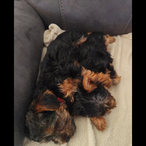 Yorkshire Terrier - Both
