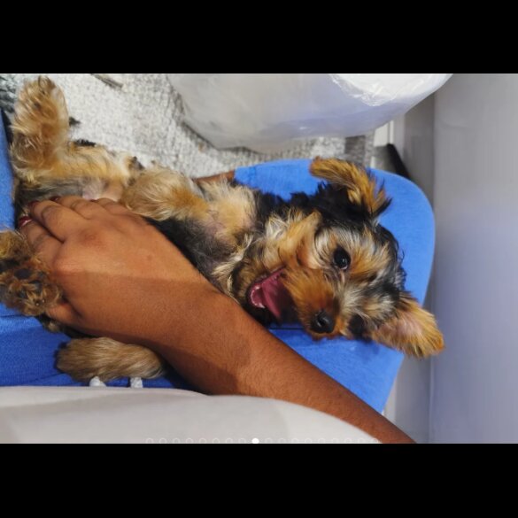 Yorkshire Terrier - Both