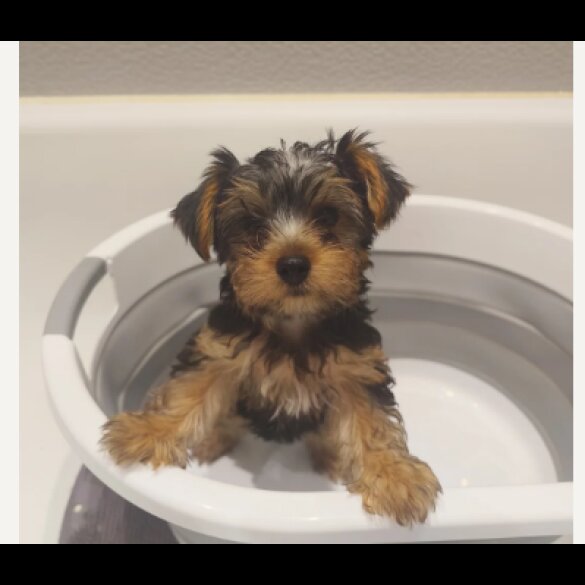 Yorkshire Terrier - Both
