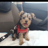 Yorkshire Terrier - Both