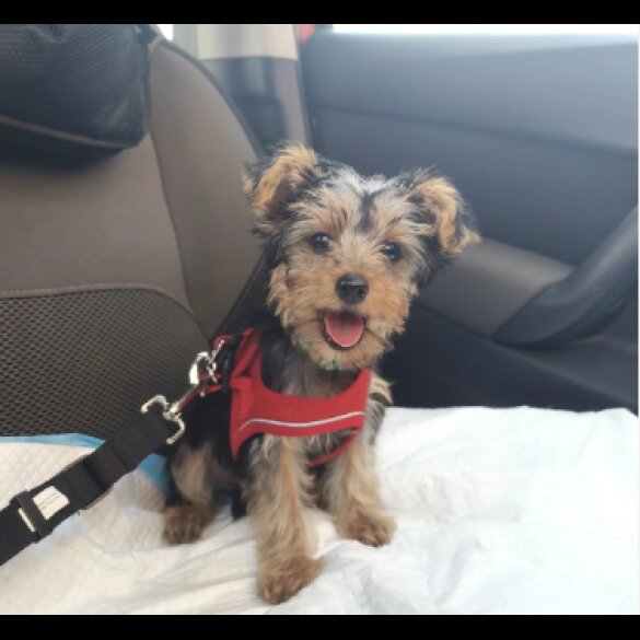 Yorkshire Terrier - Both