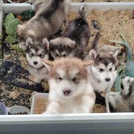 Alaskan Malamute - Both
