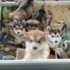 Alaskan Malamute - Both