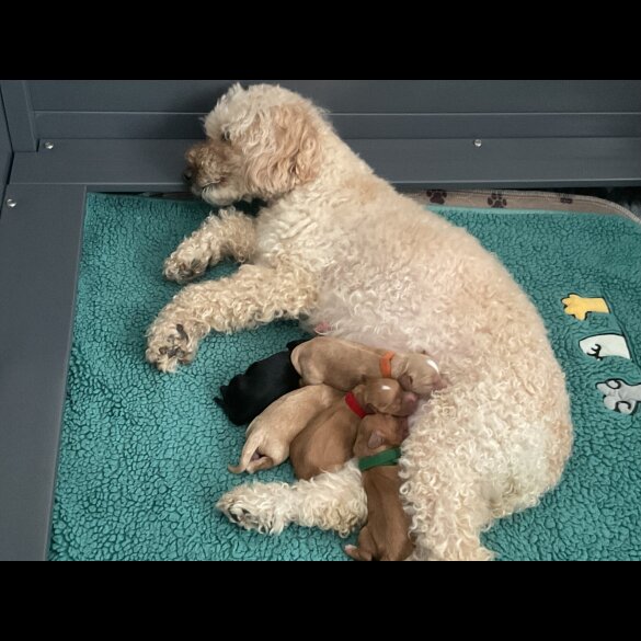 Cavapoo - Both