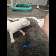 Staffordshire Bull Terrier - Both