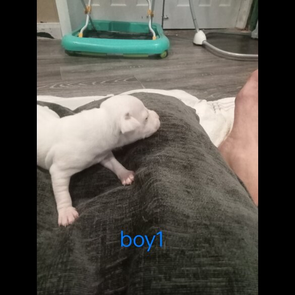 Staffordshire Bull Terrier - Both