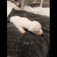 Staffordshire Bull Terrier - Both