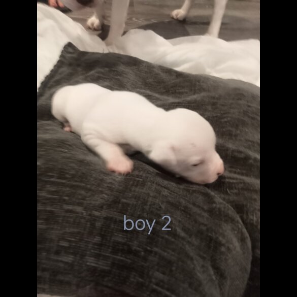 Staffordshire Bull Terrier - Both