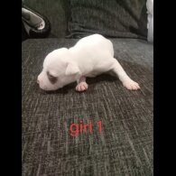 Staffordshire Bull Terrier - Both