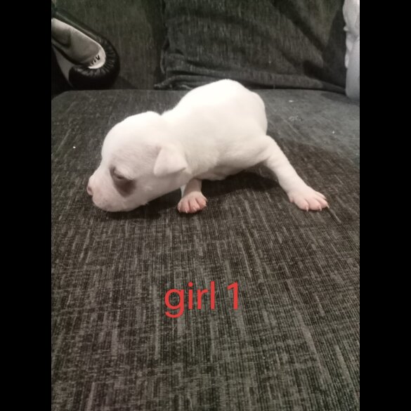Staffordshire Bull Terrier - Both
