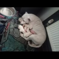 Staffordshire Bull Terrier - Both
