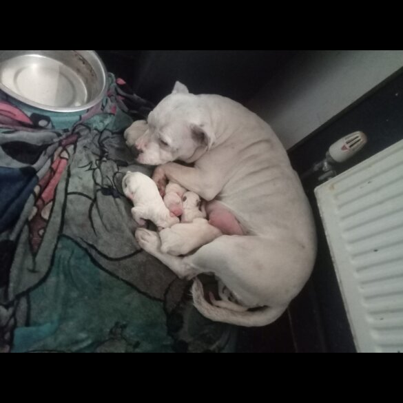 Staffordshire Bull Terrier - Both