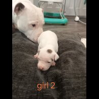 Staffordshire Bull Terrier - Both