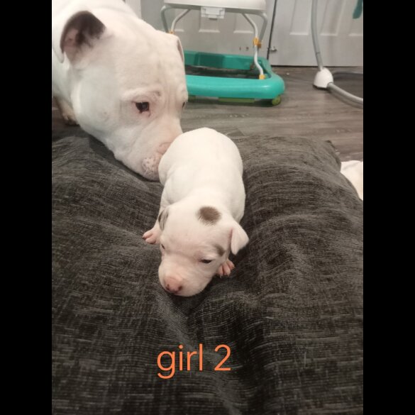 Staffordshire Bull Terrier - Both