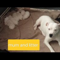 Staffordshire Bull Terrier - Both