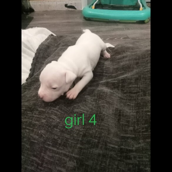 Staffordshire Bull Terrier - Both