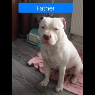 Staffordshire Bull Terrier - Both