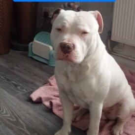 Staffordshire Bull Terrier - Both