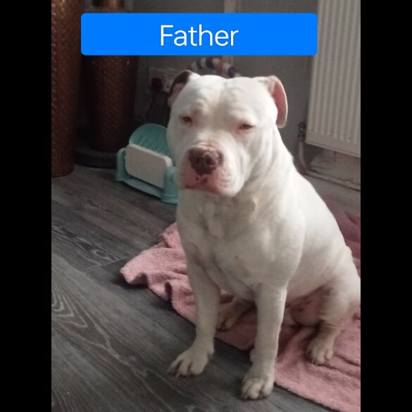 Staffordshire Bull Terrier - Both