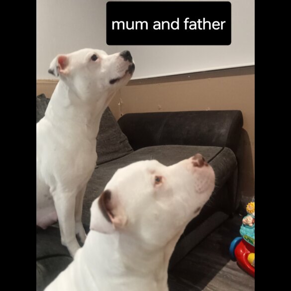 Staffordshire Bull Terrier - Both