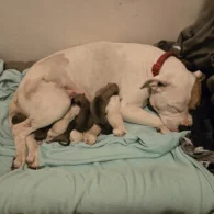 American Bulldog - Both