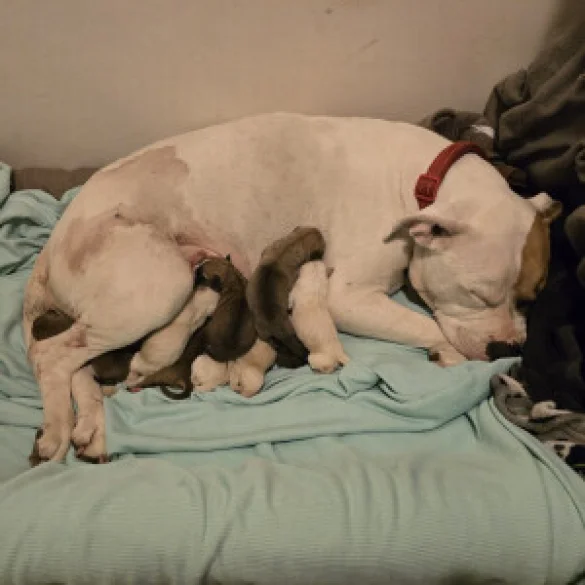 American Bulldog - Both