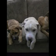 American Bulldog - Both