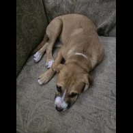 American Bulldog - Both