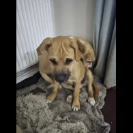 American Bulldog - Both