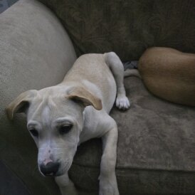 American Bulldog - Both